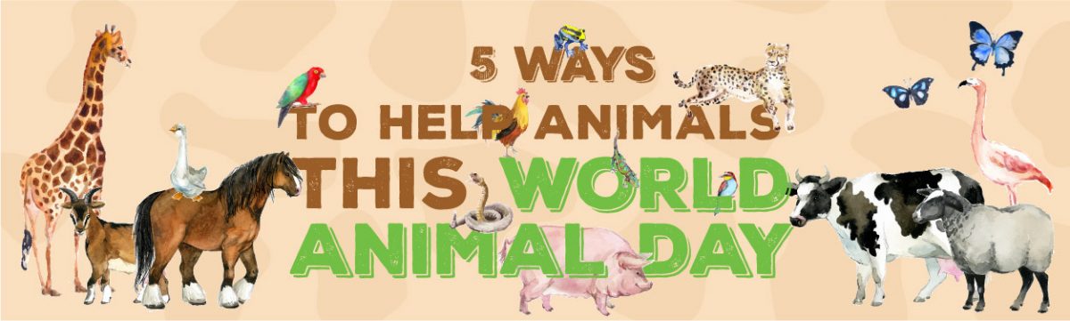 Animal day banner